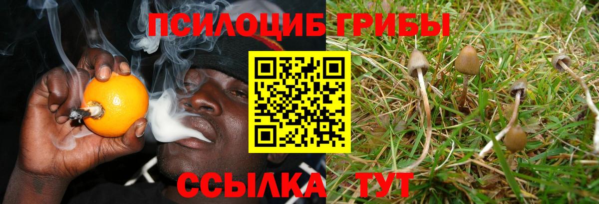 Новомосковск  Галлюциногенные грибы Psilocybe  цены   Вход с VPN 